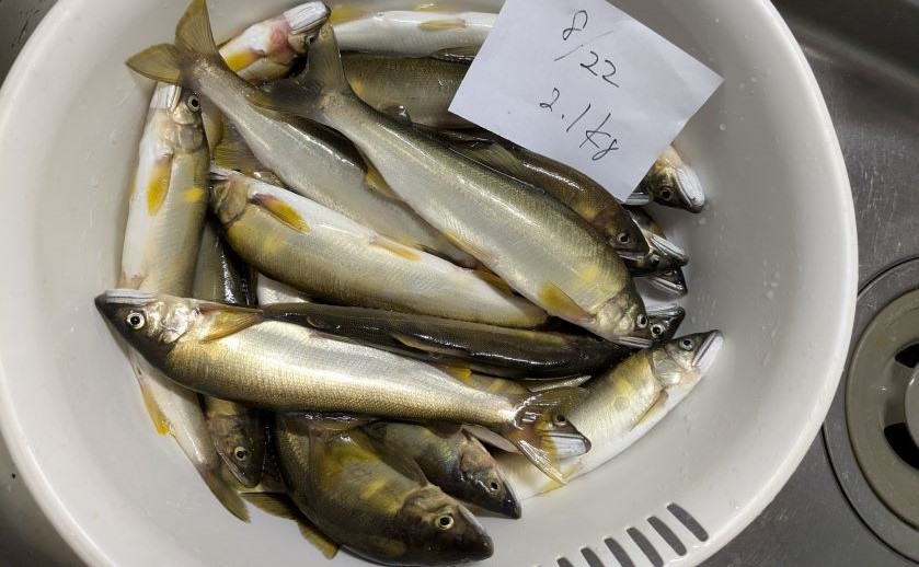 8月22日漁獲