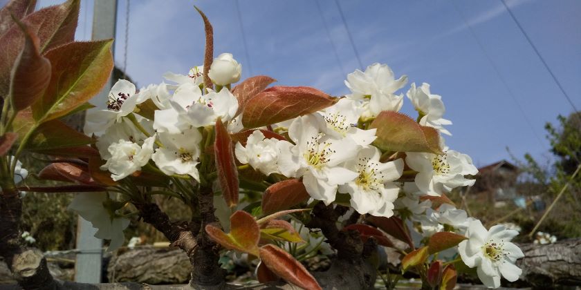ナシの花