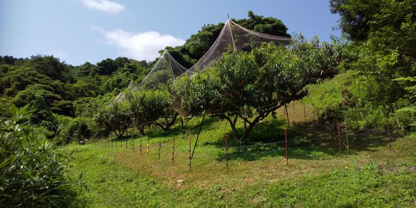 電気柵とカラス除け