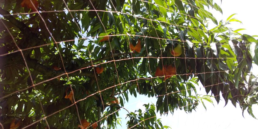 米倉金桃収穫前